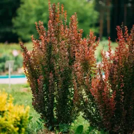 berberys-thunberga-red-pillar-czerwony-zywoplot-waska-kolumna-sadzonki-2l