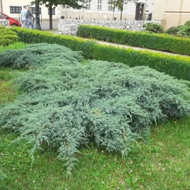 jalowiec-luskowaty-blue-carpet-plozacy-okrywowy-zadarniajacy-niski-c2