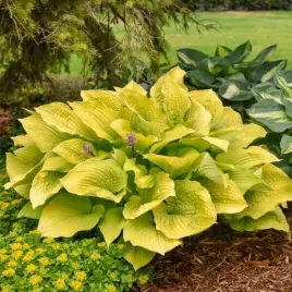 funkia-shadowland-coast-to-coast-hosta-zolta-duza-sadzonki-w-doniczkach-2l