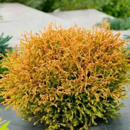 thuja-zywotnik-golden-tuffet-zlota-poducha-tuja-duze-sadzonki-doniczka-3l