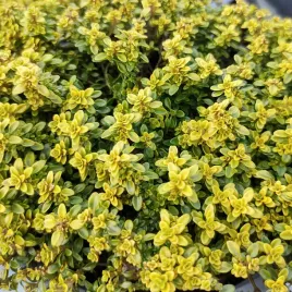macierzanka-cytrynowa-bertram-anderson-zolta-na-skalniak-na-suche-gleby-p9