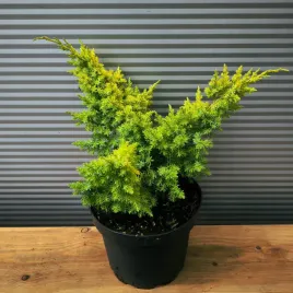 jalowiec-rozeslany-kishiogima-zolty-procumbens-na-bonsai-skalniak-c3