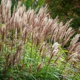 miskant-chinski-malepartus-wysoki-do-2m-duze-sadzonki-w-doniczkach-3l