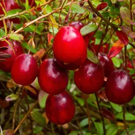 zurawina-wielkoowocowa-mcfarlin-duzy-owoc-sadzonki-w-doniczkach-p11