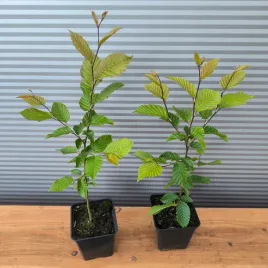 grab-pospolity-zielony-zywoplot-sadzonki-w-doniczkach-p9-carpinus-betulus