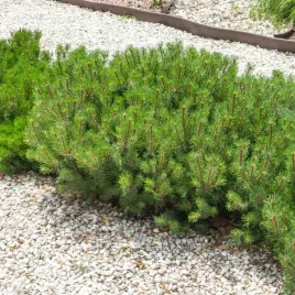 sosna-gorska-kosodrzewina-pumilio-na-skarpy-skalniak-sadzonki-doniczka-c3