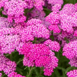 krwawnik-pospolity-appleblossom-pastelowo-rozowy-achillea-sadzonki-p11