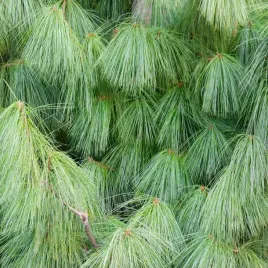 sosna-himalajska-pinus-wallichiana-miekkie-niebieskie-igly-sadzonki-c3
