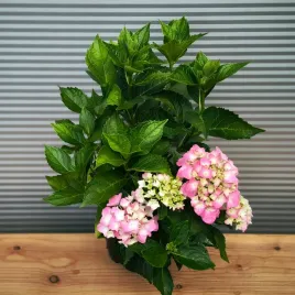 hortensja-ogrodowa-bouquet-rose-rozowa-sadzonki-w-doniczkach-c2