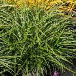 turzyca-morrowa-ice-dance-zimozielona-do-cienia-sadzonki-w-doniczkach