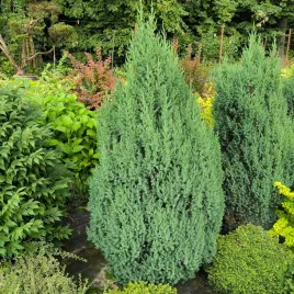 jalowiec-stricta-wolnorosnacy-stozek-na-gesty-zywoplot-soliter-sadzonki-c3