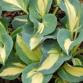 funkia-hosta-dream-queen-srednia-do-60cm-sadzonki-w-doniczkach-1l