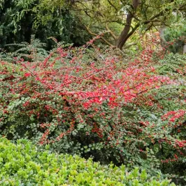 zadarniajaca-irga-pozioma-na-skarpy-rozowe-kwiaty-sadzonki-w-doniczkach-p9