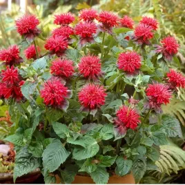 pysznoglowka-dwoista-fireball-monarda-miododajna-sadzonki-w-doniczkach-1l