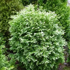 zywotnik-zachodni-herzberg-tuja-kulista-miniatura-biale-koncowki-thuja-p9
