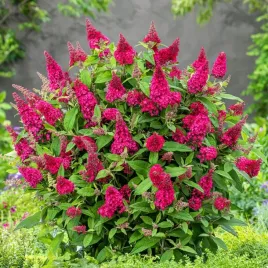 budleja-butterfly-candy-little-ruby-czerwona-niska-kompaktowa-do-pojemnikow