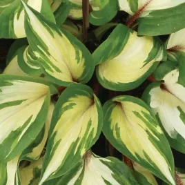 funkia-raspberry-sundae-hosta-czerwone-lodygi-miniaturowa-s-sadzonki-p11