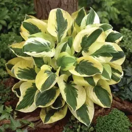 funkia-hosta-brim-cup-niska-odmiana-do-30cm-zielono-zolta-sadzonki-1l