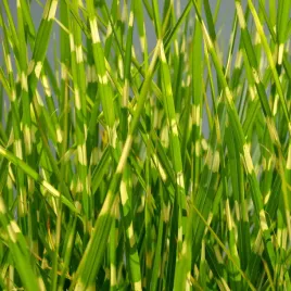 miskant-chinski-strictus-centkowana-trawa-pionowy-pokroj-duze-sadzonki-3l