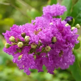 lagerstremia-indyjska-viola-fioletowa-lagerstroemia-lilak-bez-poludnia-1l
