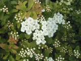 tawula-nipponska-halward-s-silver-sadzonki-c2