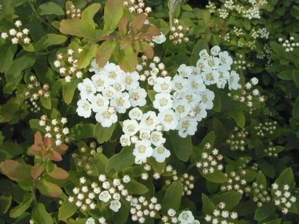 tawula-nipponska-halward-s-silver-sadzonki-c2