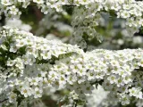 tawula-nipponska-halward-s-silver-sadzonki-c2-styl-ogrod-japonski
