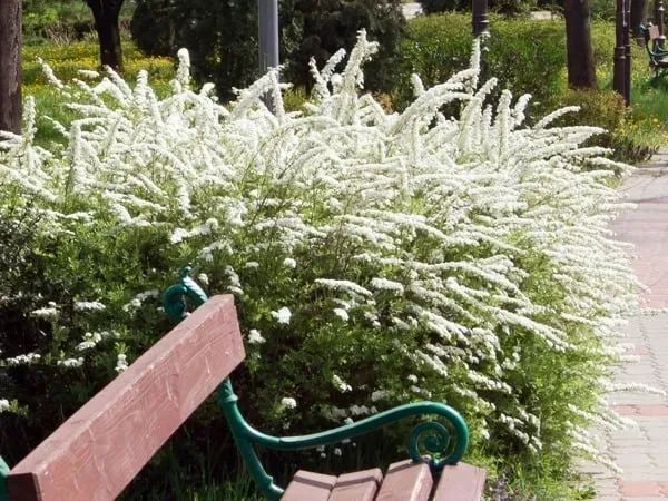 tawula-nipponska-halward-s-silver-sadzonki-c2-kod-producenta-k3-01-03-spiraea