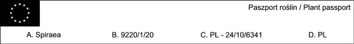 tawula-nipponska-halward-s-silver-sadzonki-c2-nazwa-lacinska-spiraea