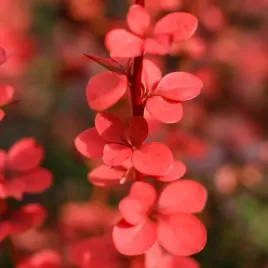 berberys-orange-pillar-pomaranczowy-waska-kolumna-idealny-na-zywoplot-p9
