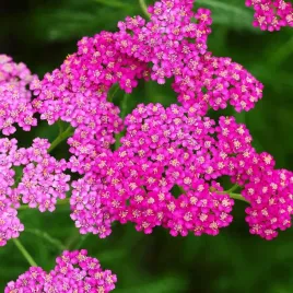 krwawnik-pospolity-cerise-queen-rozowy-achillea-sadzonki-w-doniczkach-p11