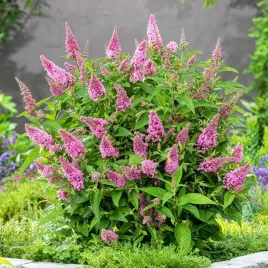 budleja-butterfly-candy-little-pink-rozowa-kompaktowa-do-pojemnikow-balkon