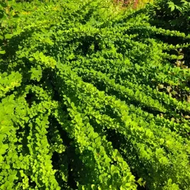 berberys-thunberga-green-carpet-okrywowy-niski-na-skarpy-sadzonki-p9