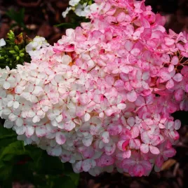 hortensja-bukietowa-vanille-fraise-renhy-rozowa-truskawkowa-sadzonki-p9