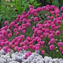 zawciag-nadmorski-rubrifolia-armeria-bordowe-liscie-na-skalniak-sadzonki-p9