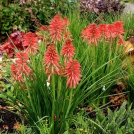 trytoma-poco-red-czerwona-kompaktowa-odmiana-kniphofia-sadzonki-1l
