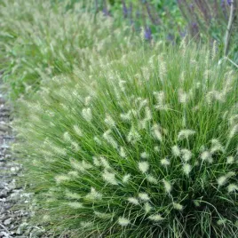 rozplenica-japonska-little-bunny-na-rabaty-niewysoka-trawa-piorkowka