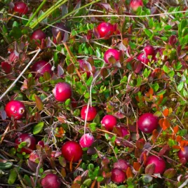 zurawina-wielkoowocowa-stevens-plenna-odmiana-sadzonki-w-doniczkach-p11