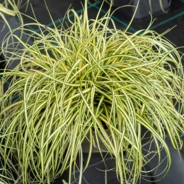 turzyca-oszimska-evergold-zolto-zielona-zimotrwala-trawa-sadzonki