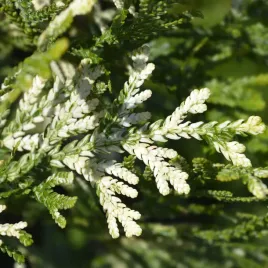 zywotnikowiec-japonski-variegata-rogi-losia-thujopsis-duze-sadzonki-c3