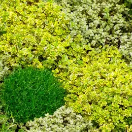 macierzanka-cytrynowa-archers-gold-thymus-zlocisty-dywan-na-suche-gleby-p9
