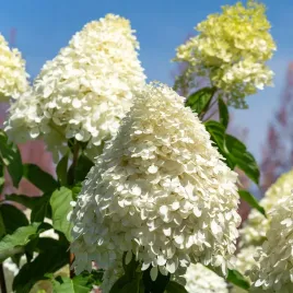 hortensja-bukietowa-phantom-snieznobialy-kwiat-sadzonki-w-doniczkach