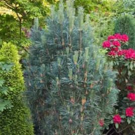 sosna-pospolita-fastigiata-kolumnowy-pokroj-idealna-na-zywoplot-sadzonki-c3