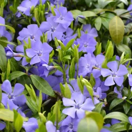 barwinek-pospolity-vinca-minor-niebieski-zadarniajacy-do-cienia-p9
