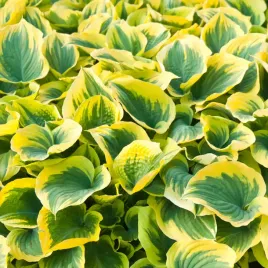 funkia-hosta-liberty-zielono-zolta-duza-odmiana-l-sadzonki-w-doniczkach-2l