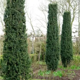 cis-pospolity-fastigiata-robusta-kolumnowy-waski-na-zywoplot-sadzonki-c2