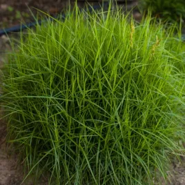 turzyca-palmowa-little-midge-muskegonska-carex-sadzonki-w-doniczkach-1l