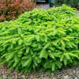 swierk-pospolity-nidiformis-karlowy-na-skalniak-sadzonki-w-doniczkach-p9