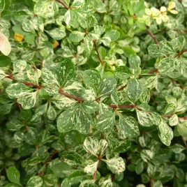 berberys-thunberga-kornik-piekny-bialo-zielony-krzew-na-zywoplot-p9