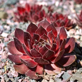 rojnik-rubin-czerwony-na-skalniak-ubogie-gleby-p9